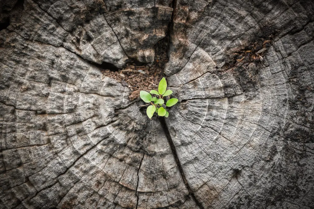 Een kleine, groene plant die door een gebarsten boomstronk groeit, symboliseert de veerkracht en levenslust die ook patiënten met kanker kunnen ervaren tijdens hun herstel.