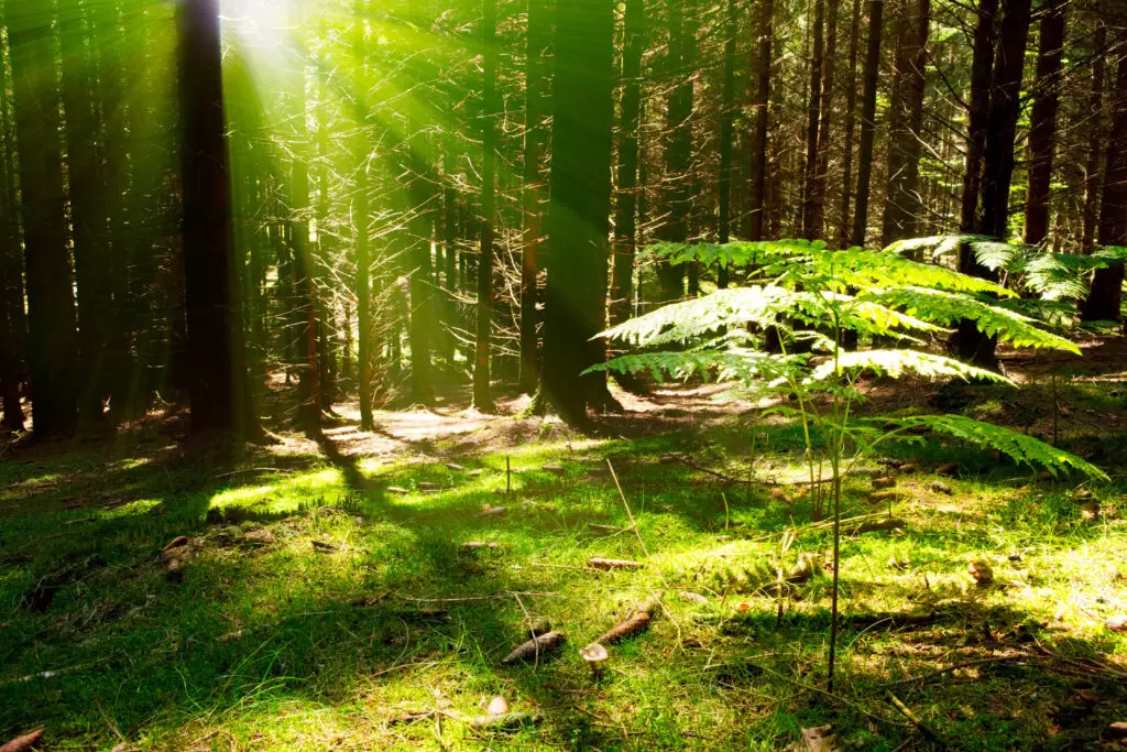 Een bos met zonlicht dat door de bladeren straalt, waar een smaragdgroene bodembegroeiing de kracht en levendigheid van de natuur toont. Dit beeld symboliseert het herstelvermogen en de veerkracht waar patiënten tijdens oncologische behandelingen baat bij kunnen hebben